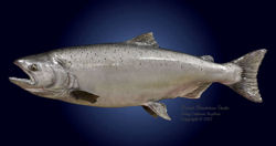 King (chinook) Salmon Replica 
