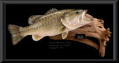 Florida Largemouth Bass Reproduction
