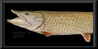 50 Inch Musky Reproduction