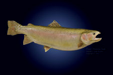 Rainbow Trout Replica with deformed tail