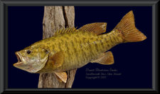 Canadian Smallmouth Bass Skin Mount