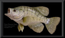 White Crappie Reproduction