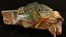 Pumpkinseed - Sunfish   