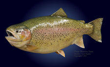 Rainbow Trout replica - 30" length x 26" girth
