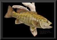 New York Smallmouth Bass Skin Mount