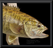 New York Smallmouth Bass Skin Mount