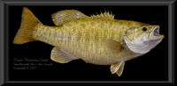 21 inch Smallmouth Bass - Skin Mount