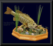 Bass Skin Mount with Sunfish