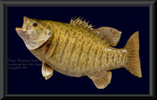 Smallmouth Bass Skin Mount