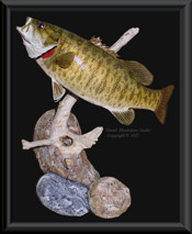 Ohio Smallmouth Bass Skin Mount