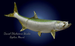 Tarpon Replica Restore and Repaint