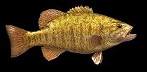 Smallmouth Bass Replica