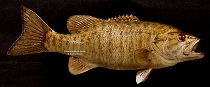 Smallmouth Bass Reproduction